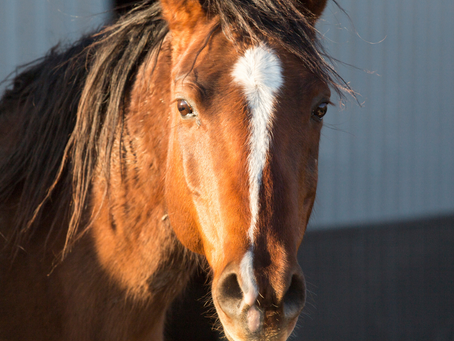 CBD and equine