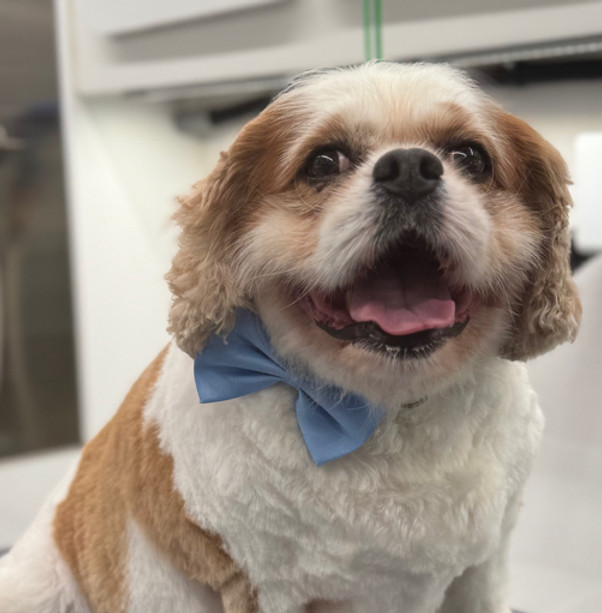 Culver King Charles Cav.jpeg