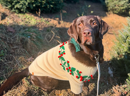 christmas moose_edited.png