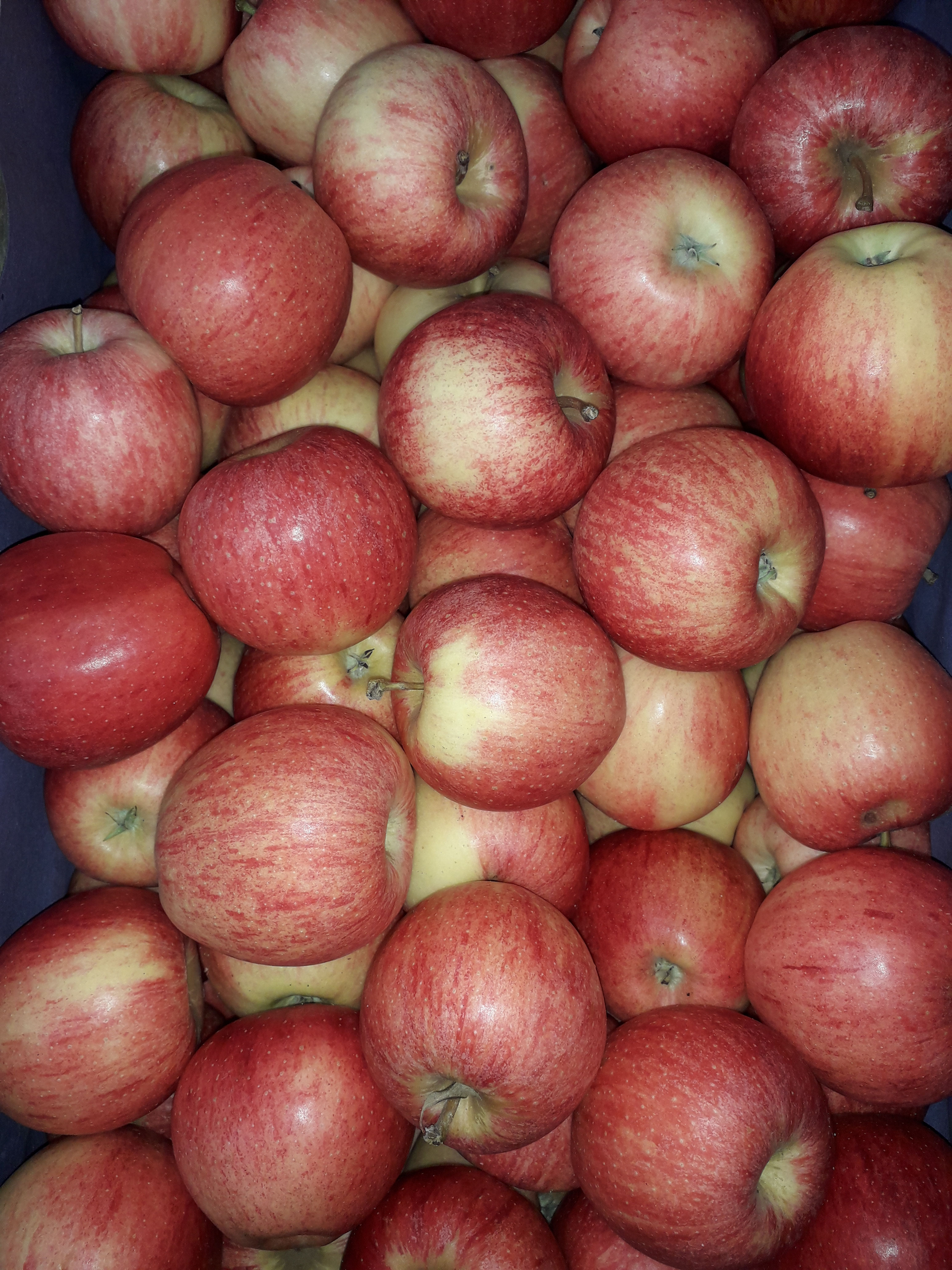 Pomme "Gala""golgen""elstar"