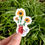 Miniature : Sticker - Tournesols