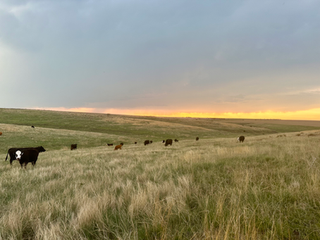 Enhancing Livestock Efficiency and Reducing Methane Emissions with Logan Thompson