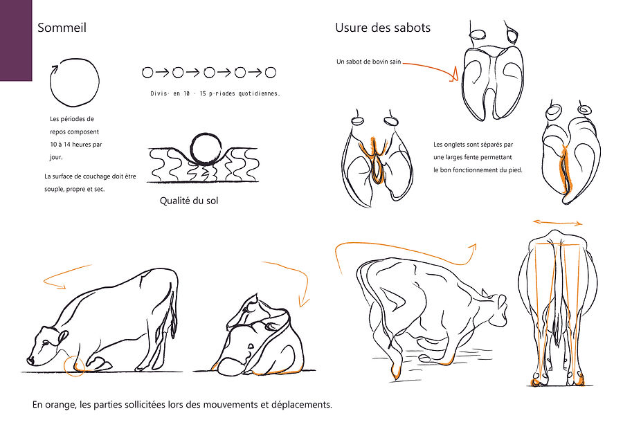 A3présentation FR Reduce problems of mobility cows3.jpg