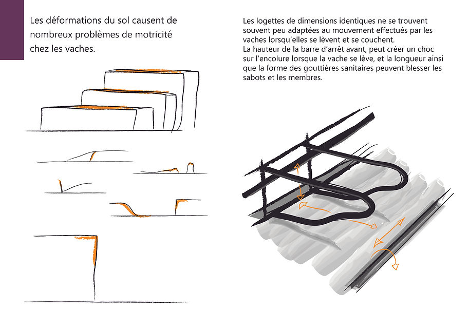 A3présentation FR Reduce problems of mobility cows2.jpg