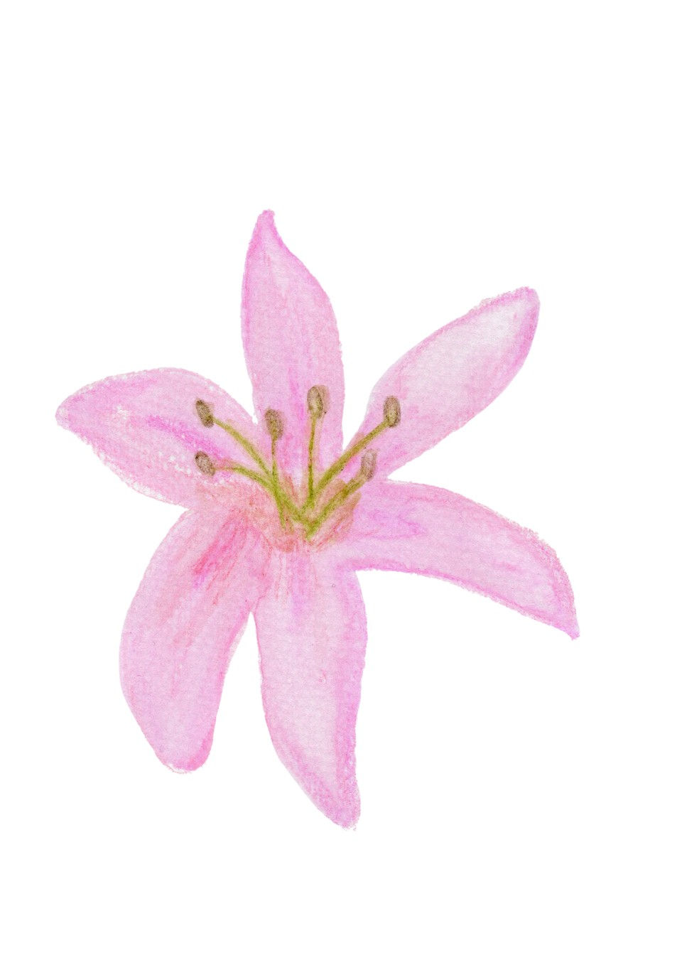 Pink Lily Card – hand-drawn A6 greeting card by Dessie Designs