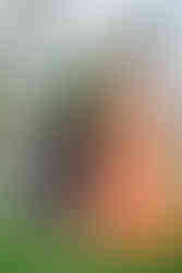 Devina stands elegantly in her orange embroidered lehenga with diamond jewelry and mehndi, while Rishabh, in a black patterned sherwani, sits on a stone with palms and greenery behind them during their Sangeet at Moon Palace Cancún.