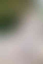 Bride Devina and groom Rishabh smile together at their Moon Palace Cancún welcome party. Devina wears a pastel embroidered lehenga with sheer dupatta draped over her shoulders, while Rishabh looks stylish in a beige blazer layered over a white shirt and trousers. They stand arm in arm on a sandy pathway framed by palm trees and tropical greenery.