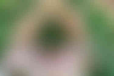 Wide-angle view of guests seated for a destination wedding ceremony at Tierra Luna, Garza Blanca Puerto Vallarta. The aisle is lined with red rose petals, leading to a lush green backdrop framed by a grand bamboo arch decorated with white and blush flowers. The scene captures the vibrant, tropical elegance and joyful anticipation of the celebration.