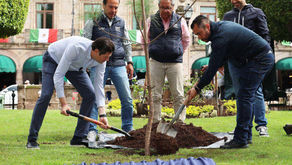 Alfonso Martínez planta el árbol "un millón" en Morelia