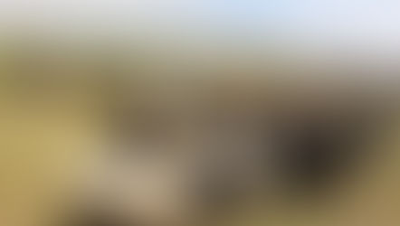 Ayuntamiento de Morelia retoma programa de Mejoramiento Genético en Bovinos