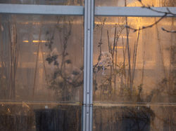 Green House