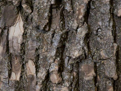 Wood Grain