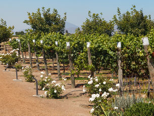 Casablanca Valley, Chile: Learning in Every Glass