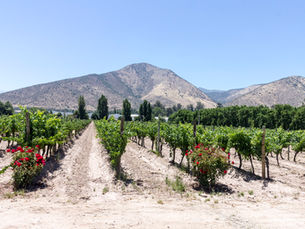 One Day in Maipo Valley, Chile