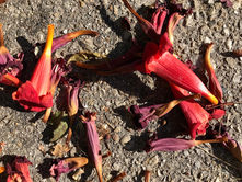 Trumpet Vine Blossoms (four photos)