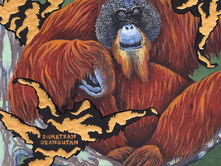 Extinct & Almost Extinct: Sumatran Orangutan