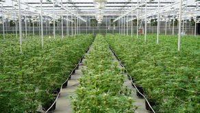 Historic UN Cannabis Decision Day