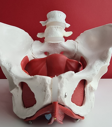 Dr Siva Pelvic Floor