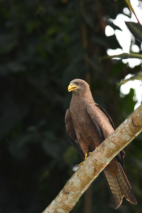Yellow-billed kite (Milvus aegyptius) sat on a branch in Liberia