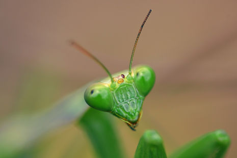 Portrait of a Giant African mantis looking at the camera