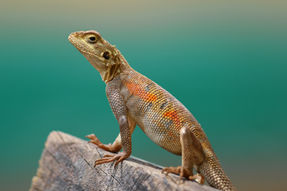 Colourful agama lizard on a fence with a blue background