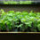 Thumbnail: Blackberry Plants "Prime-Ark Freedom" Price Includes Four (4) Plants