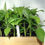 Thumbnail: Banana Plants "Lacatan" Includes Four (4) Plants