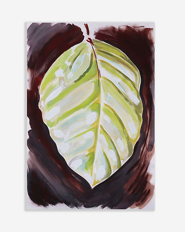 Alder II, White.jpg