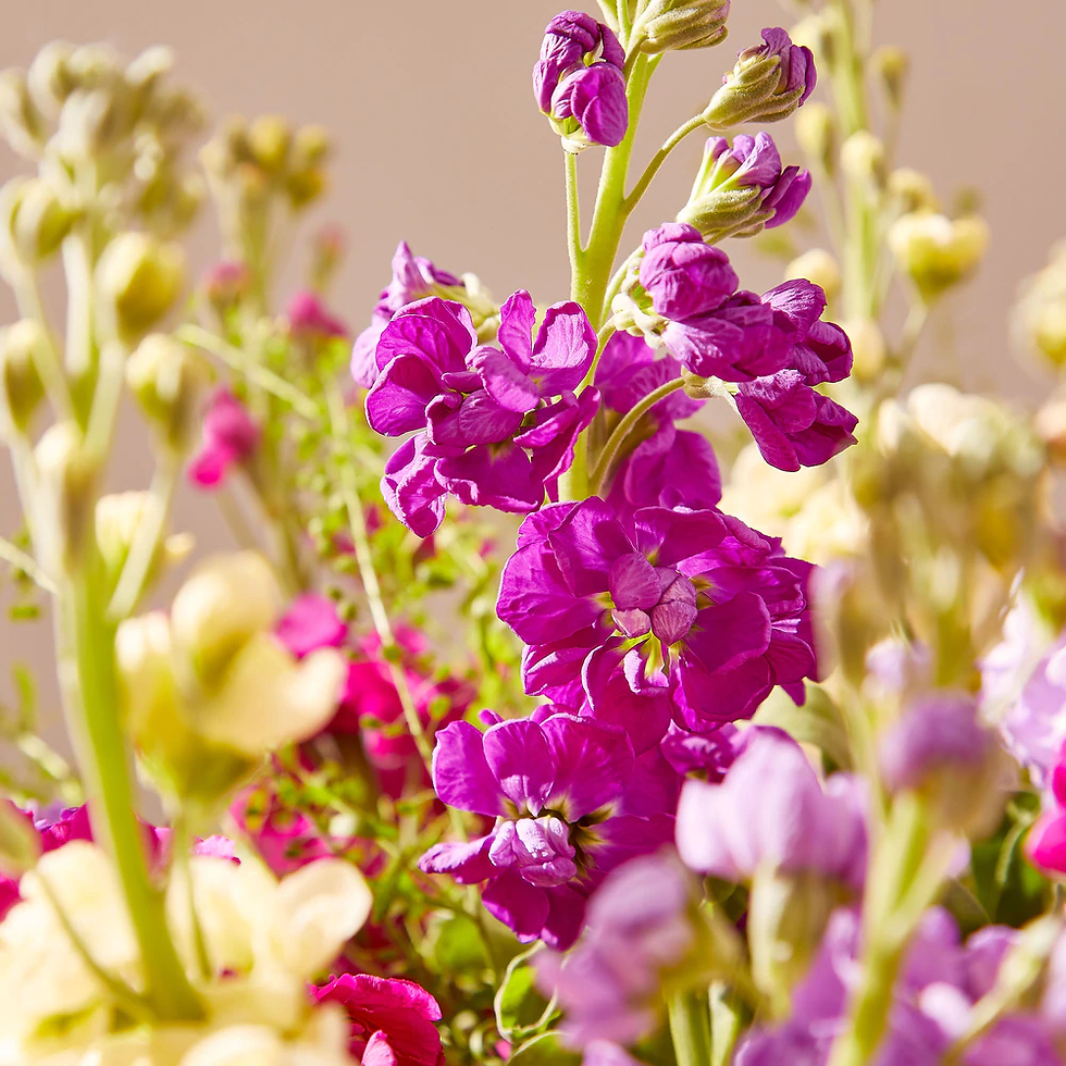 Thumbnail: MIXED STOCKS