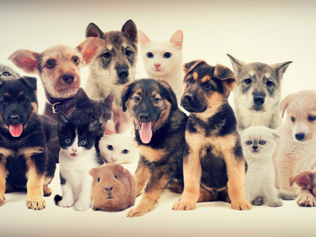 Projeto de lei prevê um dia de falta para servidor em caso de morte de pet