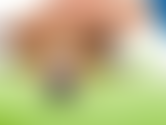 Ex deve pagar pensão a cães após separação? STJ decidirá