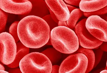 blood.webp