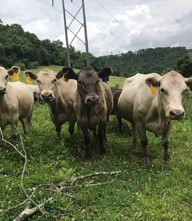 High Quality Grass Fed Murray Grey Beef Lone Oak Farms Sparta Ky