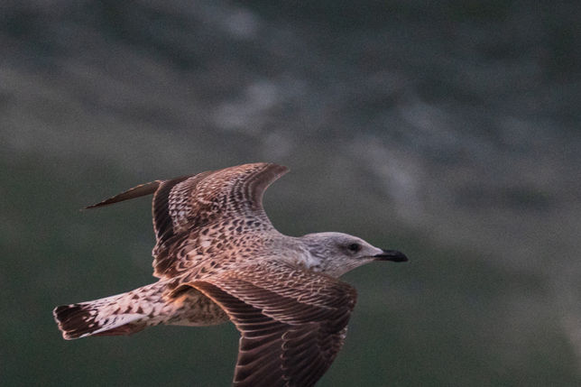 A close up of a Skua flying over the ocean