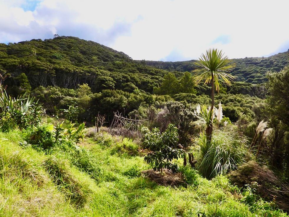 View north to ridge from Soul Thing retreat, Great Barrier Island, New Zealand