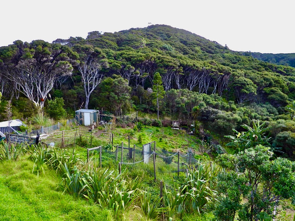 View of vegetable garden, orchard and surrounding bush at Soul Thing retreat Aotea/Great Barrier Island