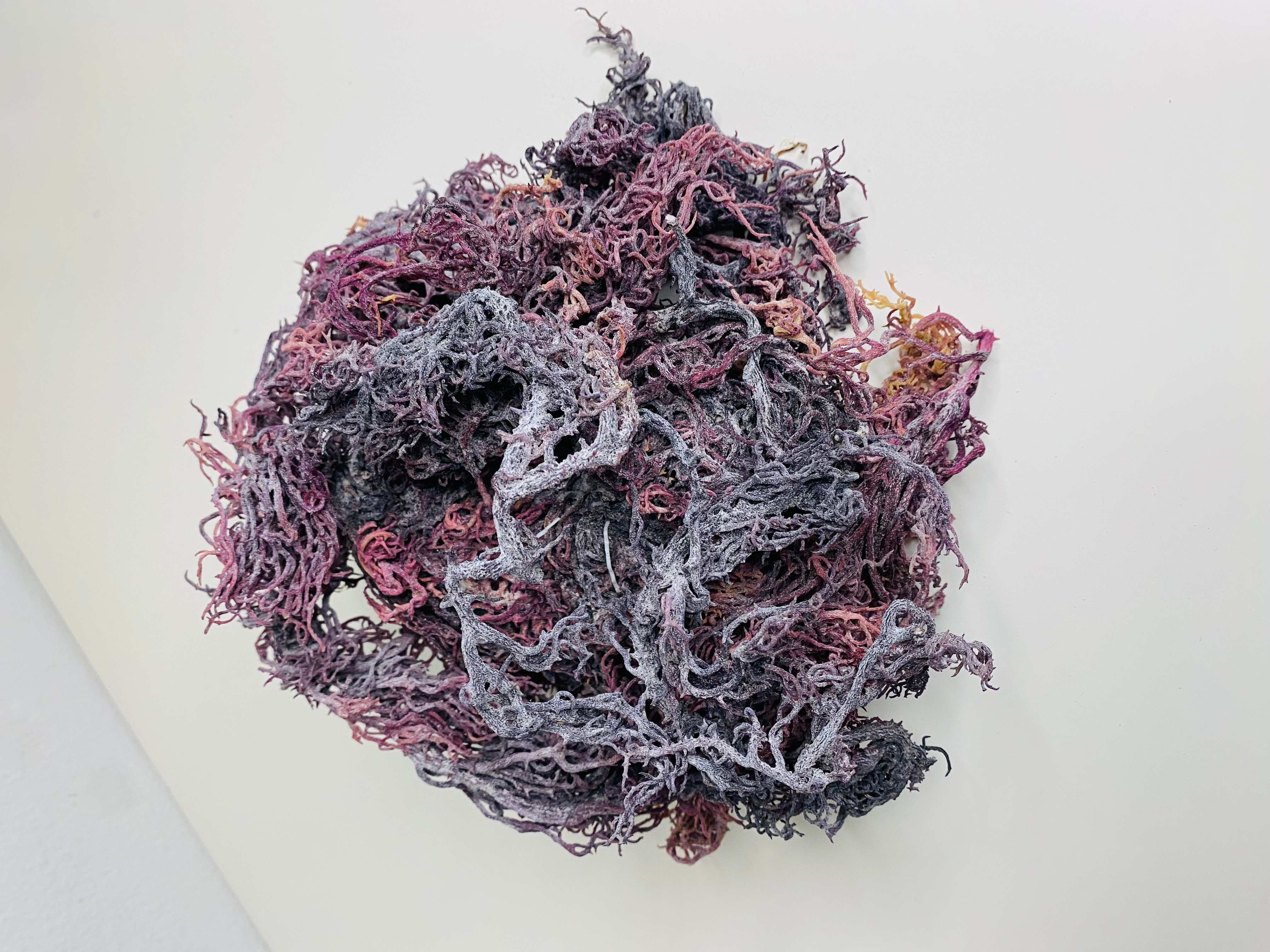 Purple Sea Moss