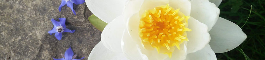 Lotus Argia
