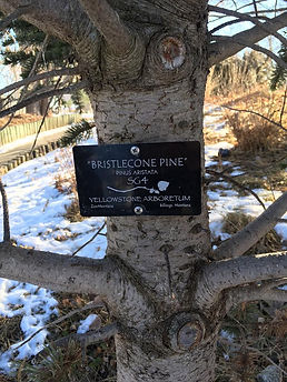 SG4Bristlecone.jpeg