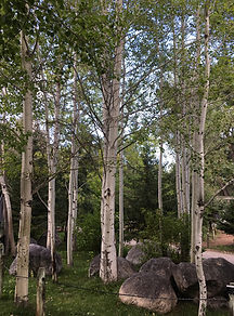 Aspen Colony.jpg