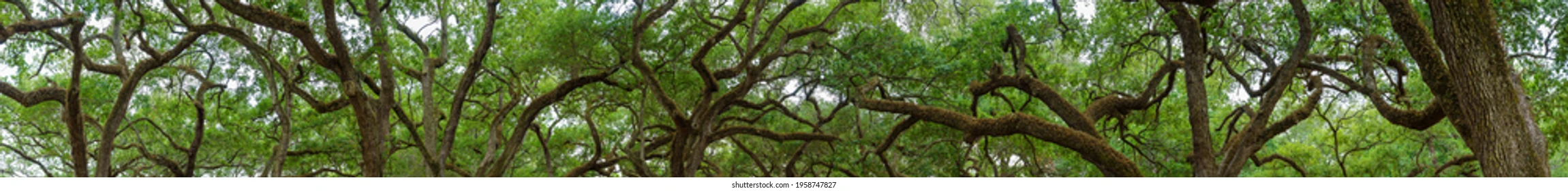 panorama-southern-live-oak-tree-260nw-1958747827.jpg.webp