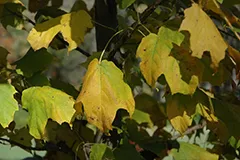 acer-nigrum-KB.jpg.webp