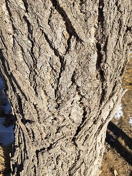 PL-Cottonwood-Bark.jpeg
