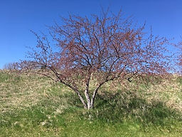 Crabapple3.jpeg
