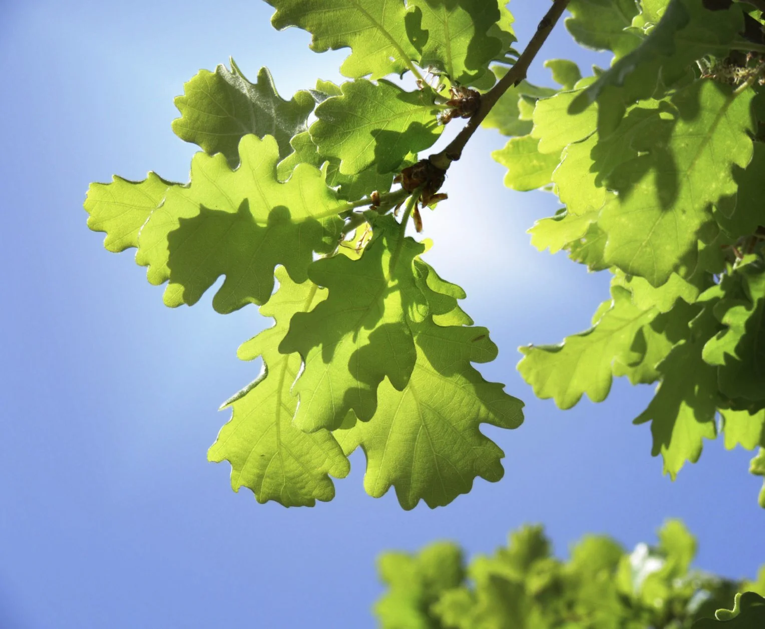 oak-tree.jpg.webp
