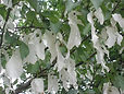 Handkerchief Tree.jpeg