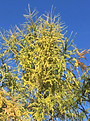2018Larch.jpeg
