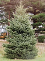 black-hills-spruce_450_grande.png