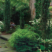 041107346_evergreens_xlg-thumb1x1.jpg