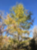 2018Larch.jpeg